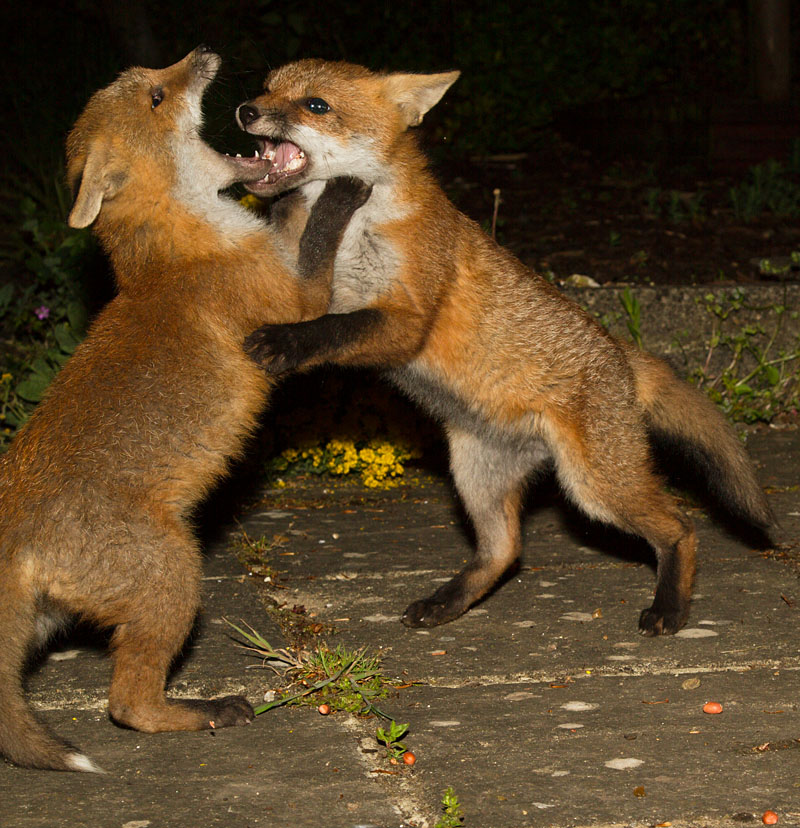 2505132405137987.jpg - Two fox cubs fighting on garden patio