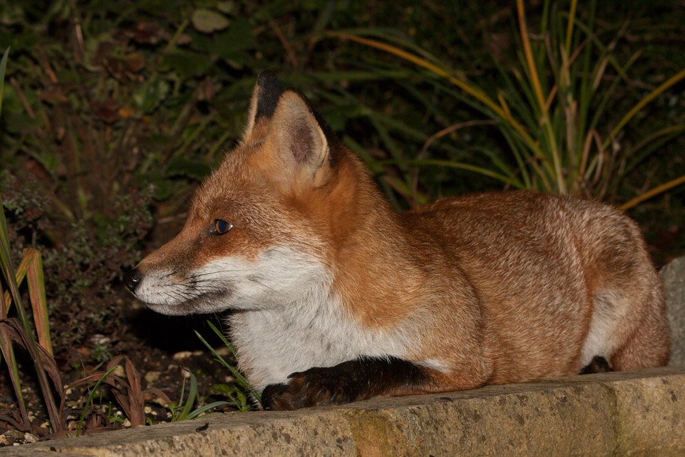 2505162110098209.jpg - Fox relaxing by low wall
