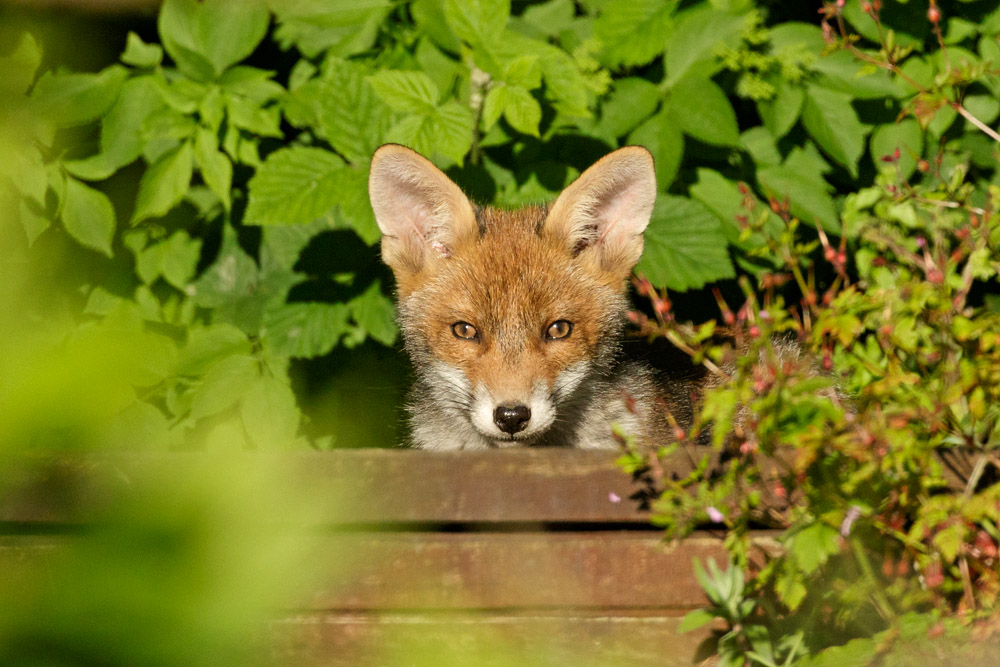 2505172505174692.jpg - Fox cub at 12-13 weeks on a sunny evening