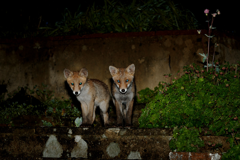 2505211805219811.jpg - Two fox cubs by the steps