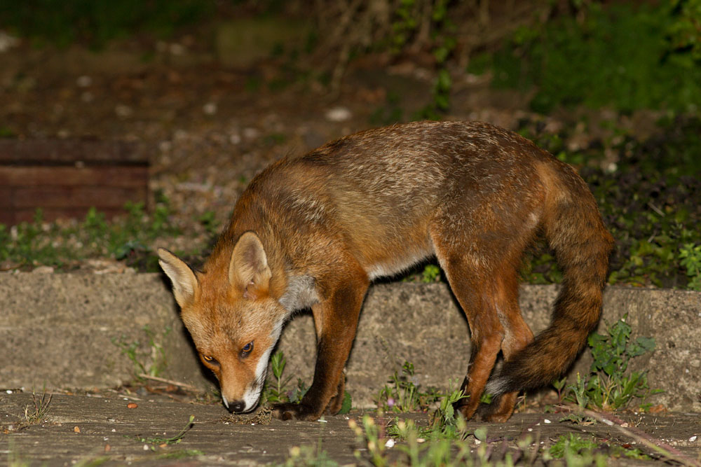 2506142306147241.jpg - Fox with nicked ear in garden