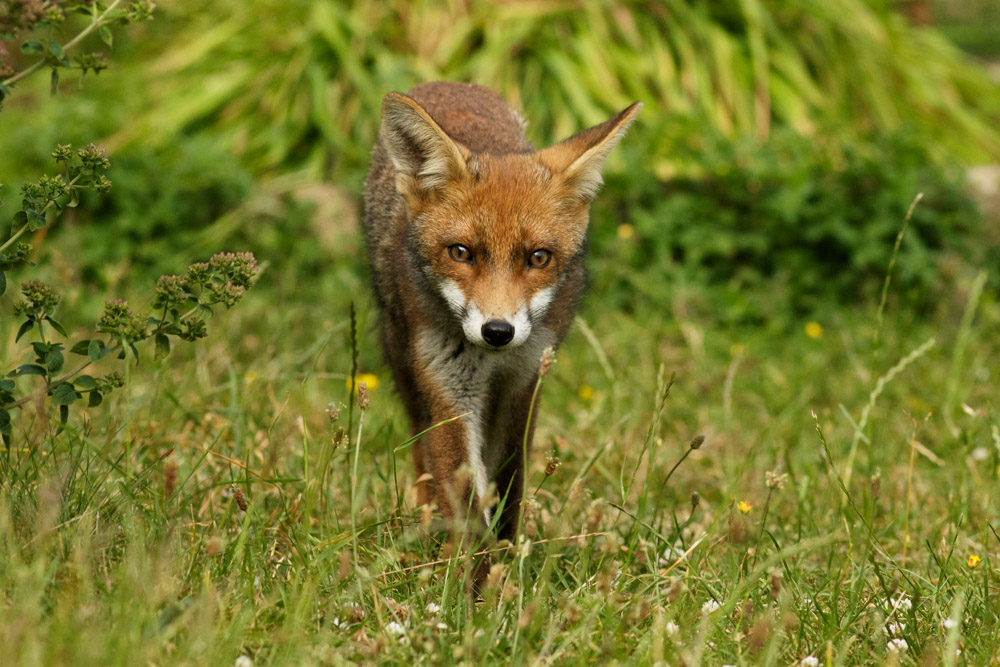 2506172506173651.jpg - Young male fox at nearly 4 months