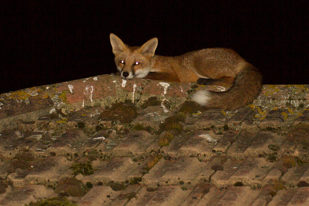 2507132407133704.jpg - Fox cub curled up on a tiled roof at night.