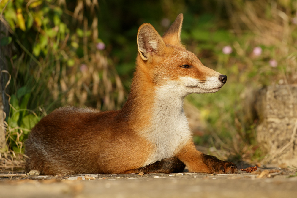 2507172507172606.jpg - Portrait of the young male fox 'Black Tail'