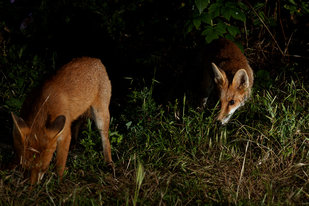 2507212307215602.jpg - Two fox cubs