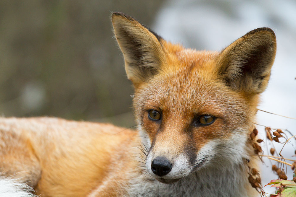 2508132308131744.jpg - Young fox (Vulpes vulpes) in suburban garden