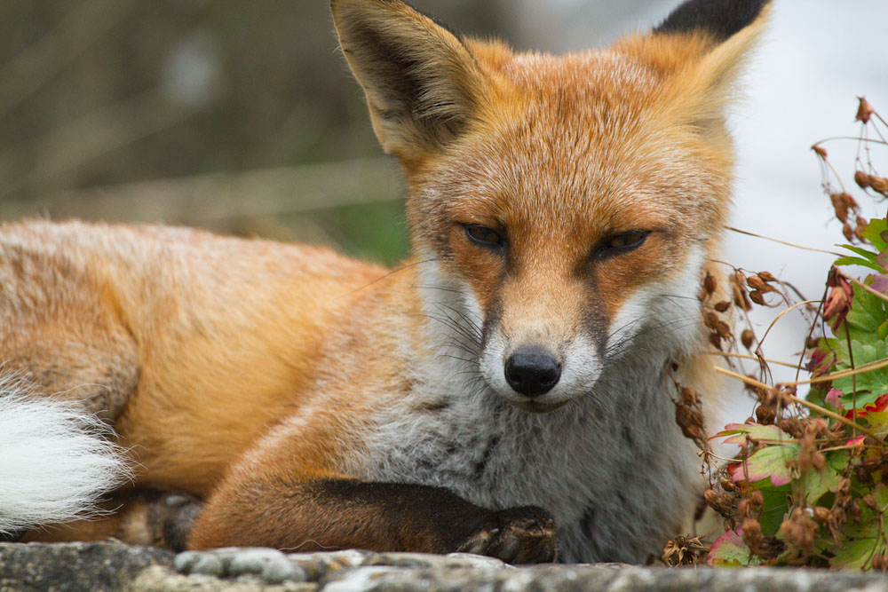 2508142308131740.jpg - Fox lying down in garden