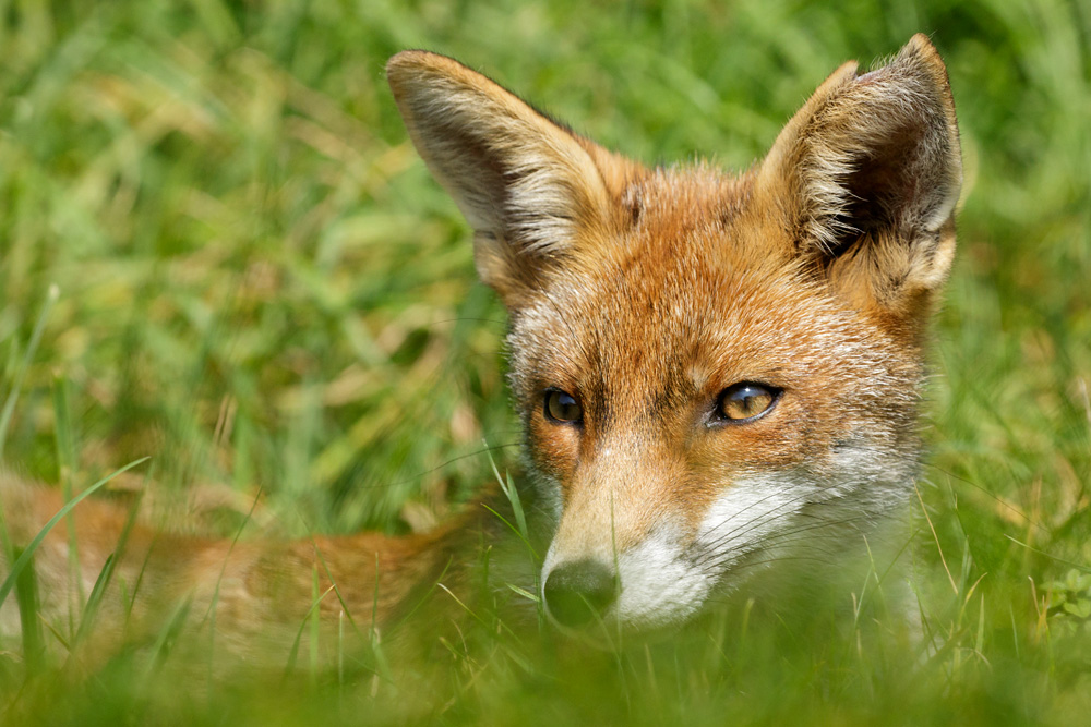 2508172508172718.jpg - Fox cub relaxing