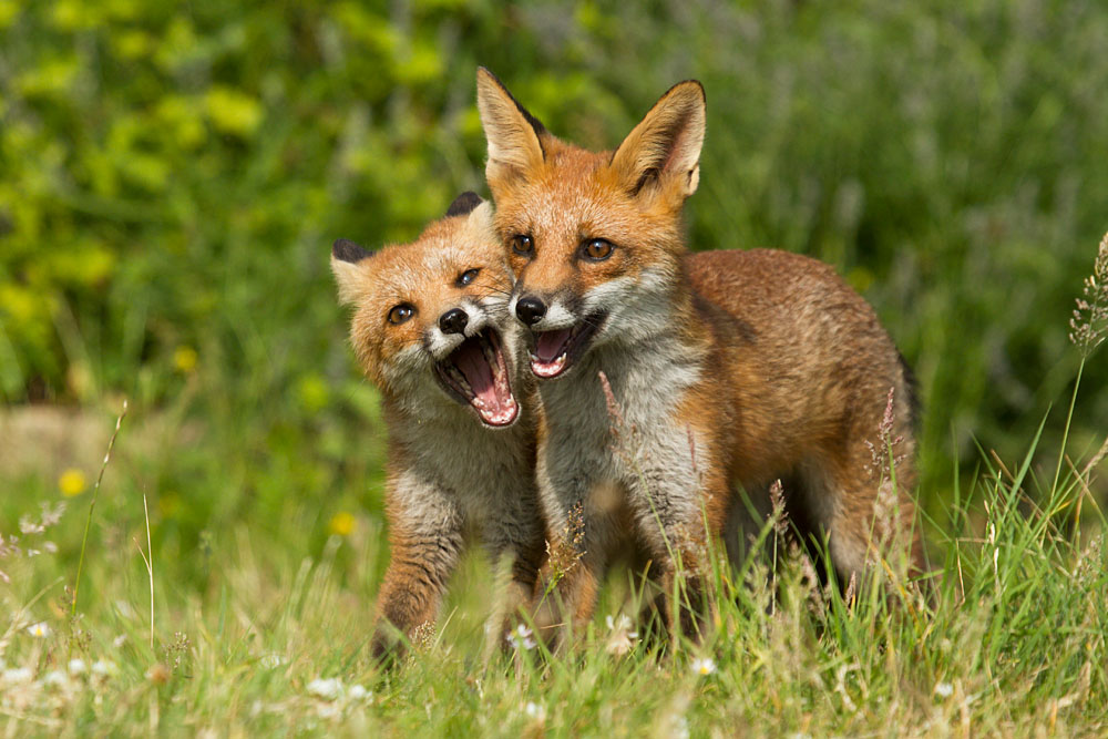 2509131007130068.jpg - Two fox cubs playing in a suburban garden on a warm summer evening.
