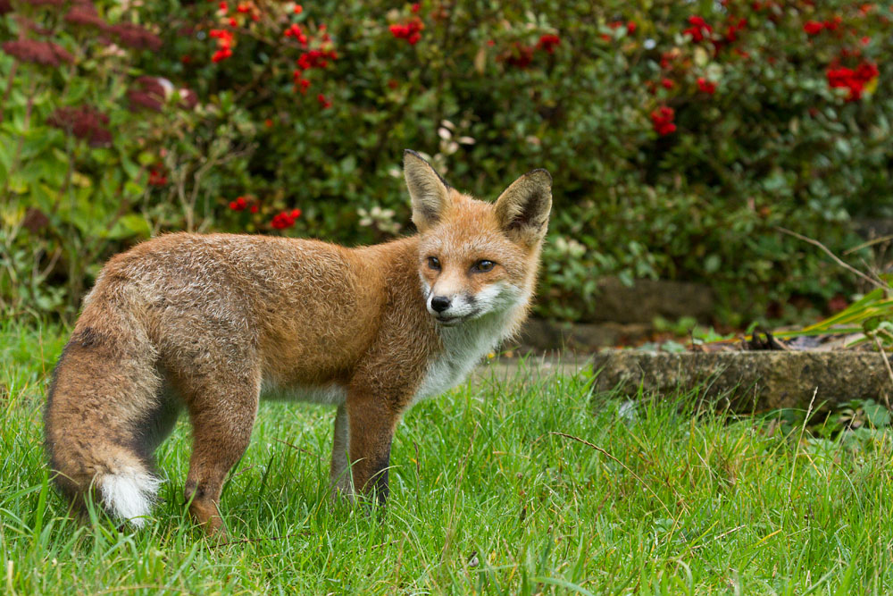 2509140211134784.jpg - Fox standing in garden