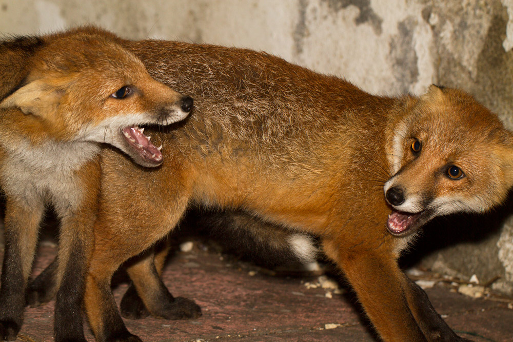2509152106135479.jpg - Two fox cubs