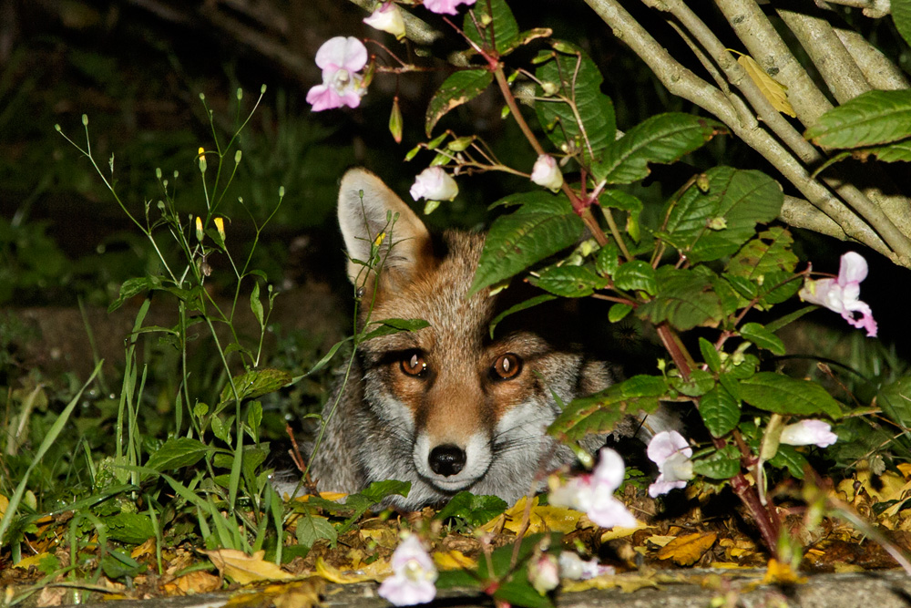 2509172509178417.jpg - Long Nose