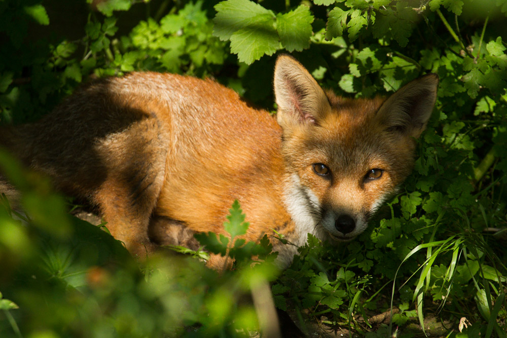 2510150607138962.jpg - Fox cub in undergrowth