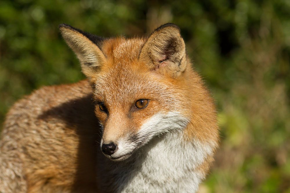 2511132311139177.jpg - Young fox (vulpes vulpes) on a sunny November day
