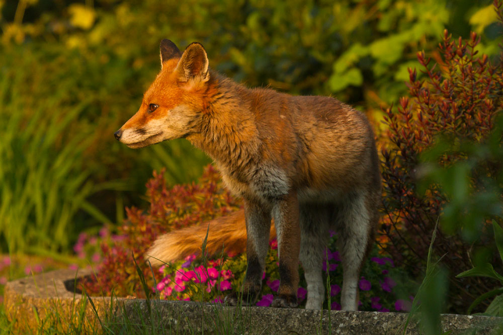 2511141405147765.jpg - Fox in sunshine
