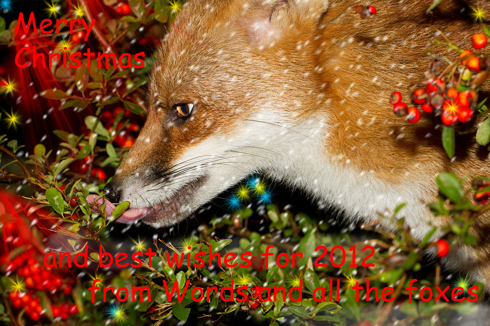 2512111211111133.jpg - Red fox licking moisture from plant in a garden. Sussex, Britain
