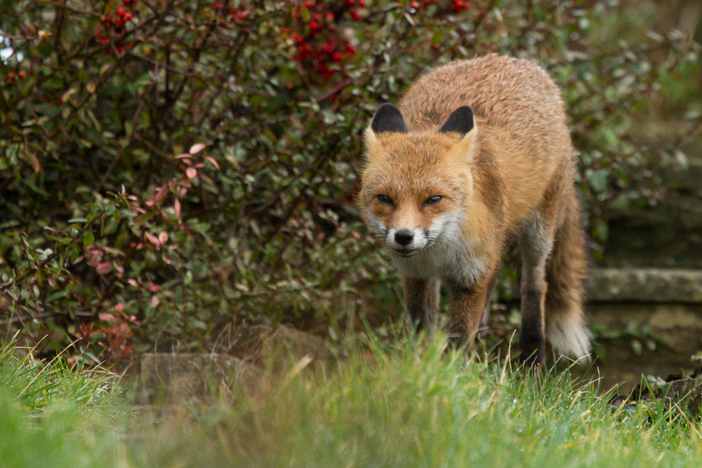 2601152501148530.jpg - Fox in the garden