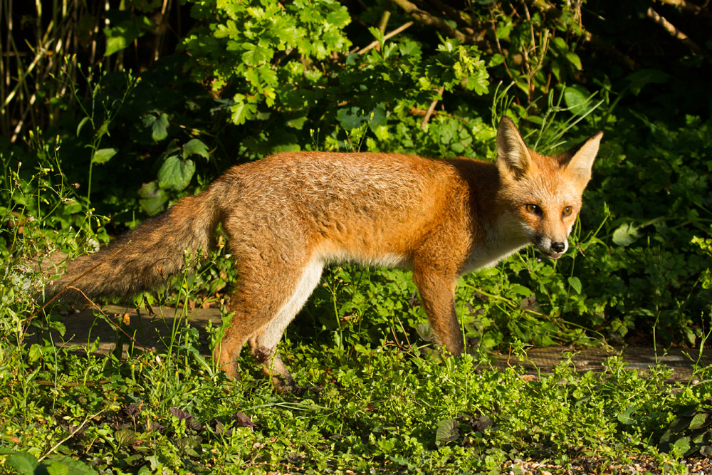 2601160308136088.jpg - Young fox on a summer day