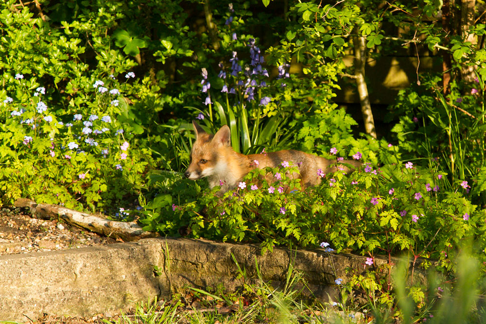 2603142505138296.jpg - Fox cub among the flowers