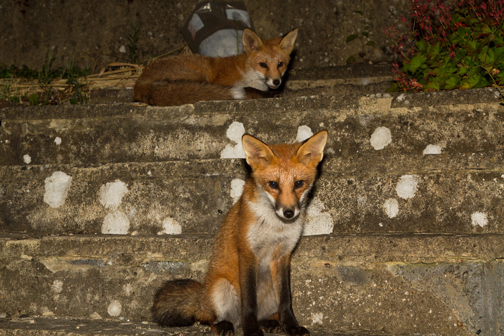 2603151707131685.jpg - Two fox cubs on the steps