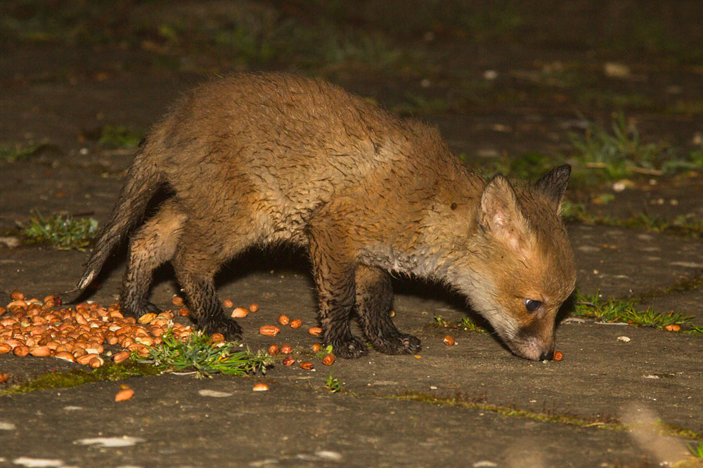 2604132504131028.jpg - Young fox cub (Vulpes vulpes) in its first few days of venturing out of the earth.
