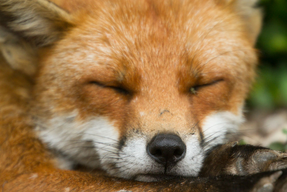 2604140206120867.jpg - Portrait of a sleeping fox