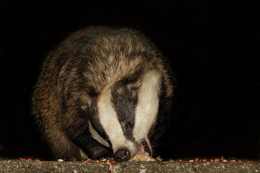 2604162404163535.jpg - Badger in garden