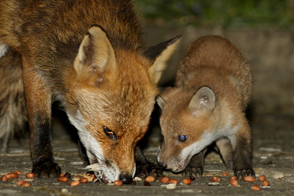 2604172604178835.jpg - Fox cub and adult (male) fox