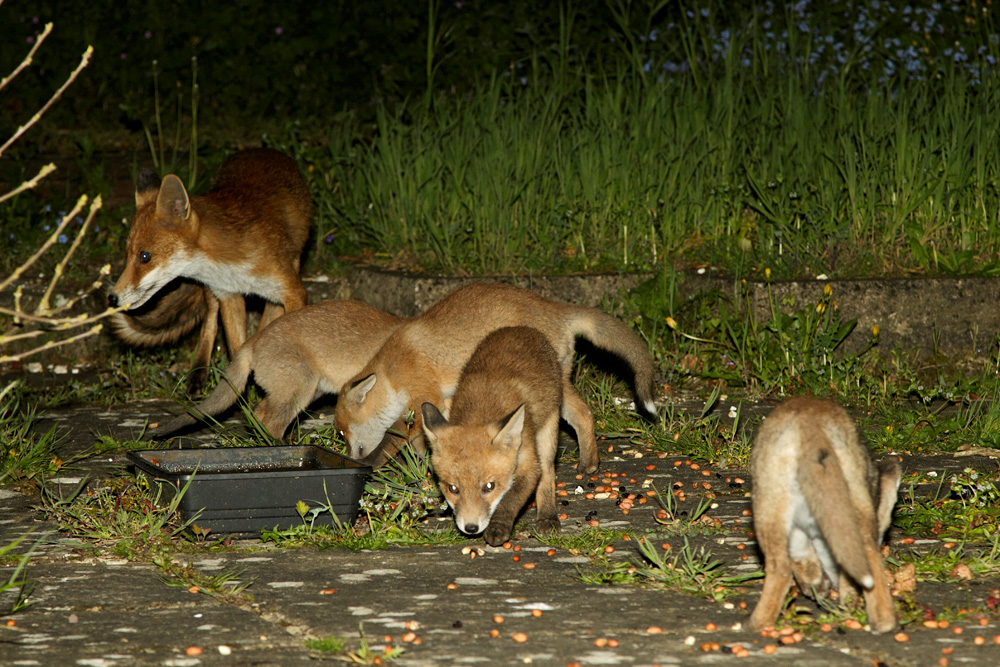2604182604182907.jpg - Four of the fox cubs come to visit (with Pretty)