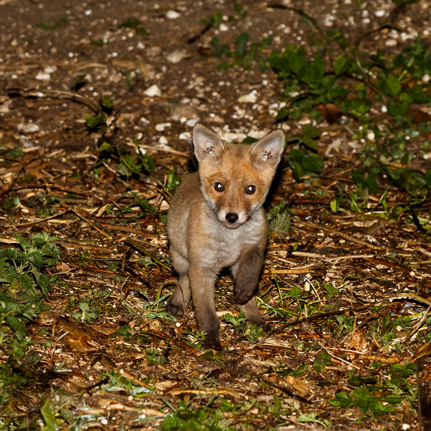 2604192604193803.jpg - Fox cubs - second sighting with Wolfy the vixen