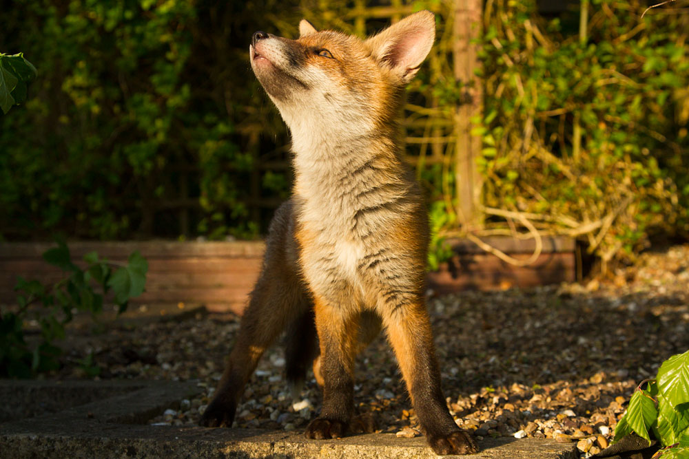 2605132505138505.jpg - Fox cub in a suburban garden in late afternoon.