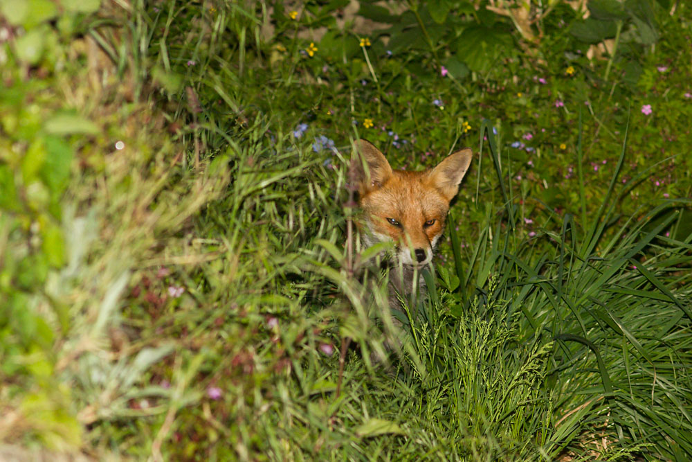 2605142505140280.jpg - Fox in garden (nicked ear)