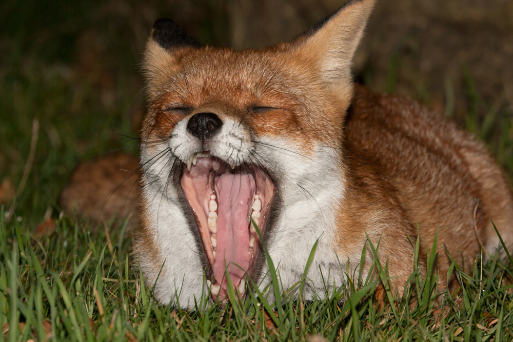 2605162110098251.jpg - Fox yawning