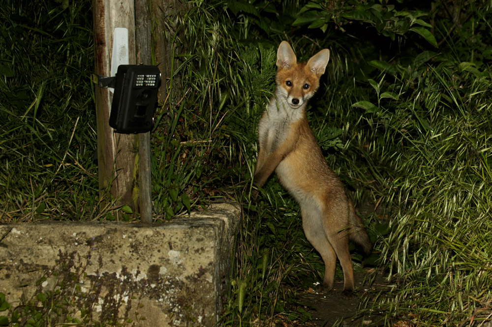 2605172605174898.jpg - Three month old fox cub stnading on hind legs near garden tail camera.