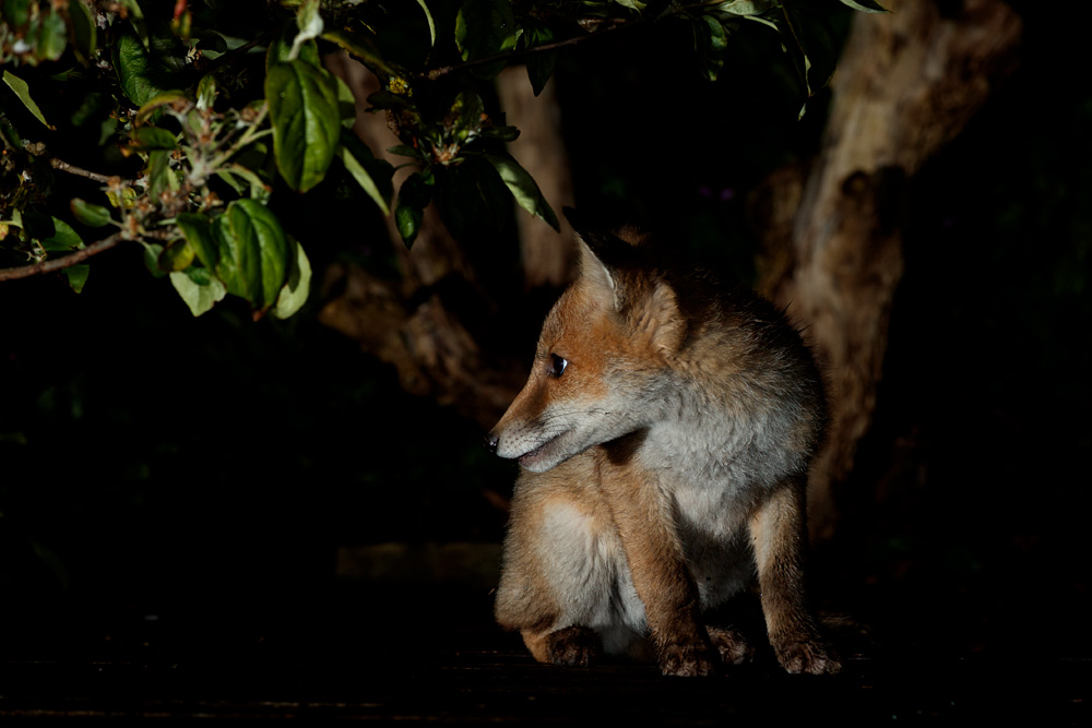 2605212405210184.jpg - Portrait of a fox cub