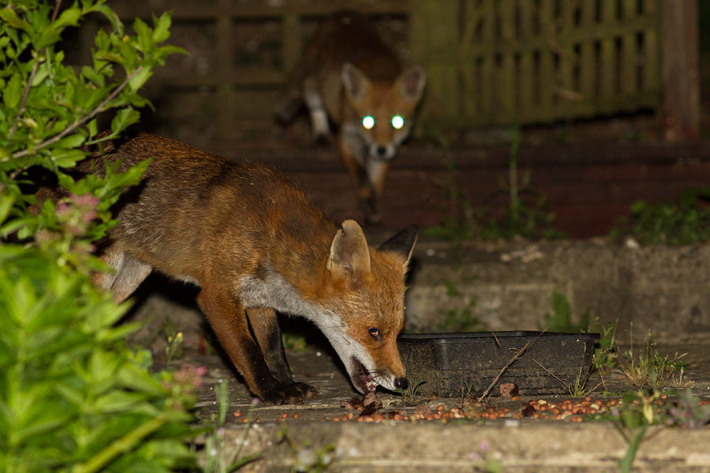 2606142506147531.jpg - Two foxes in garden
