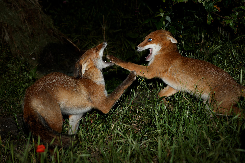 2606212706213814.jpg - Fighting fox cubs