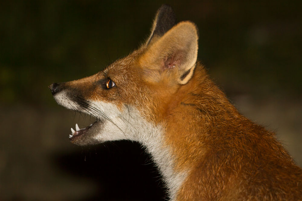 2607132507133650.jpg - Portrait of a fox cub