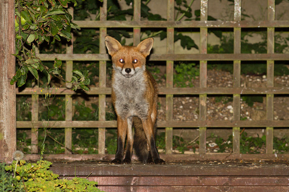 2607142207141464.jpg - Fox (nicked ear) at rear of garden