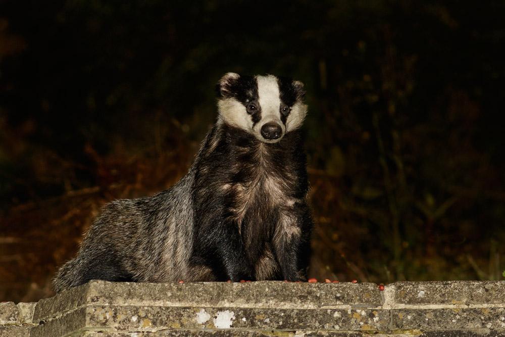 2607152507159100.jpg - Badger at the top of the steps