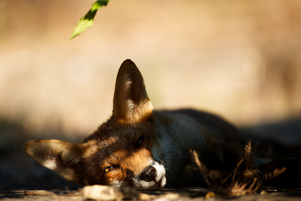 2607182607182087.jpg - Fox relaxing on a very hot summer's day (Scamp)