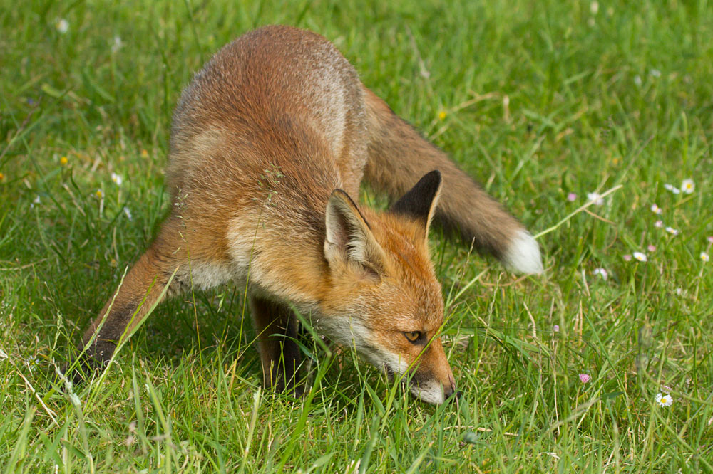 2608141606134544.jpg - Fox exploring the garden