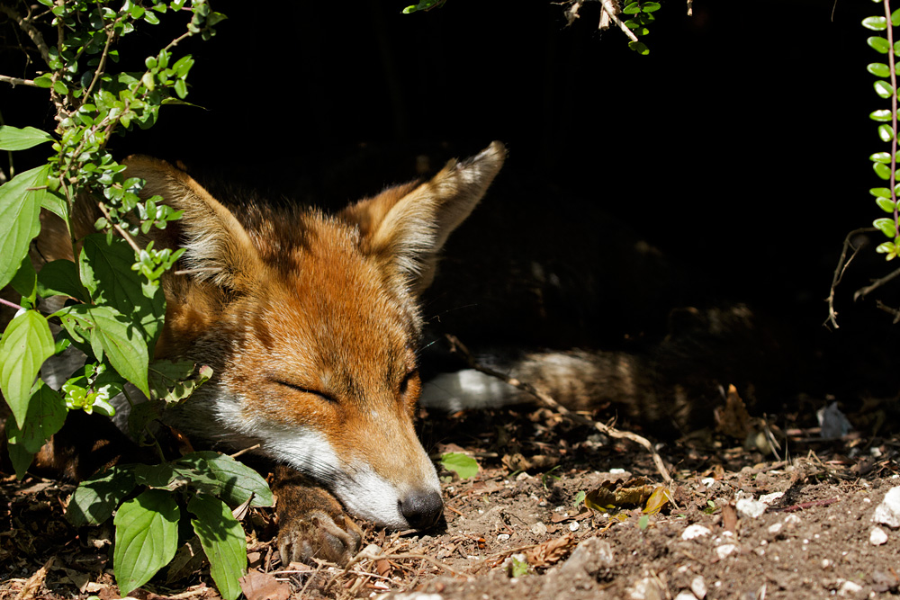 2608172508172832.jpg - Fox cub relaxing