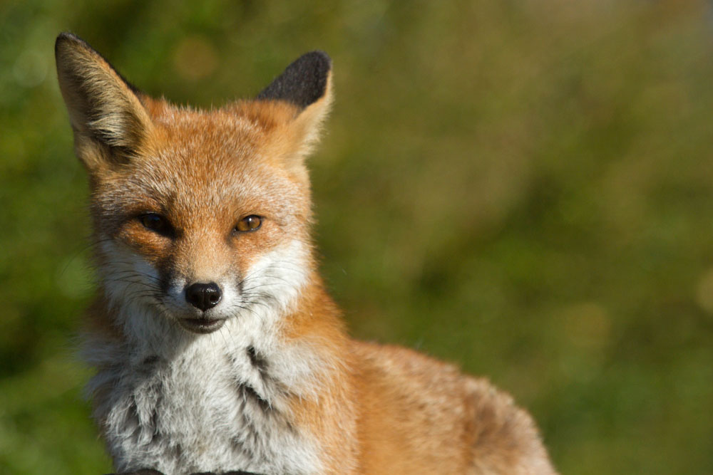 2609141011136494.jpg - Portrait of a young fox
