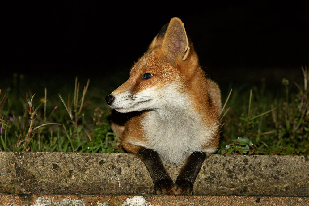 2609172509178379.jpg - Pretty Vixen at night