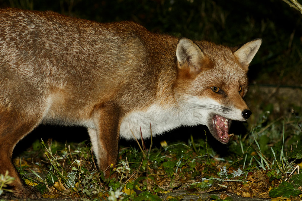 2610162310166601.jpg - Fox in garden