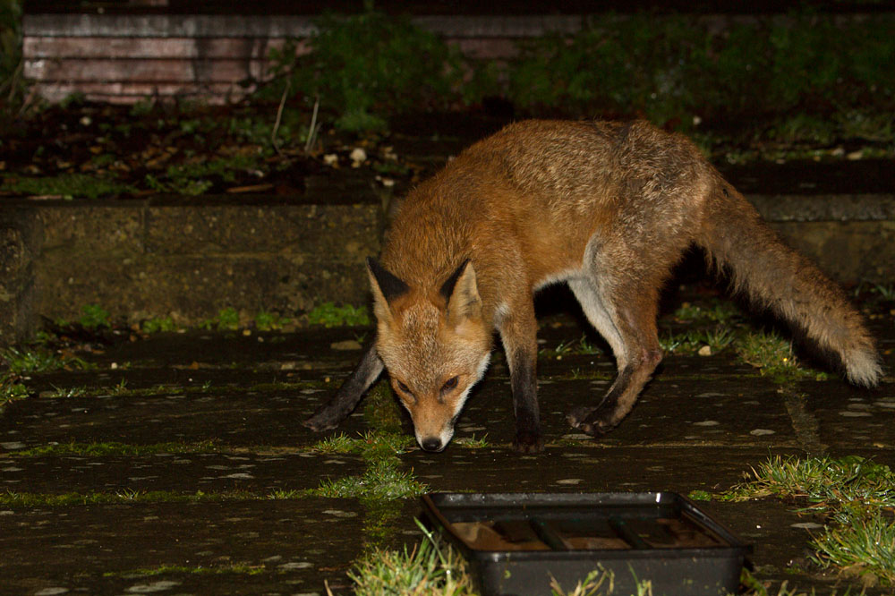 2611142702143491.jpg - Fox on a raint night