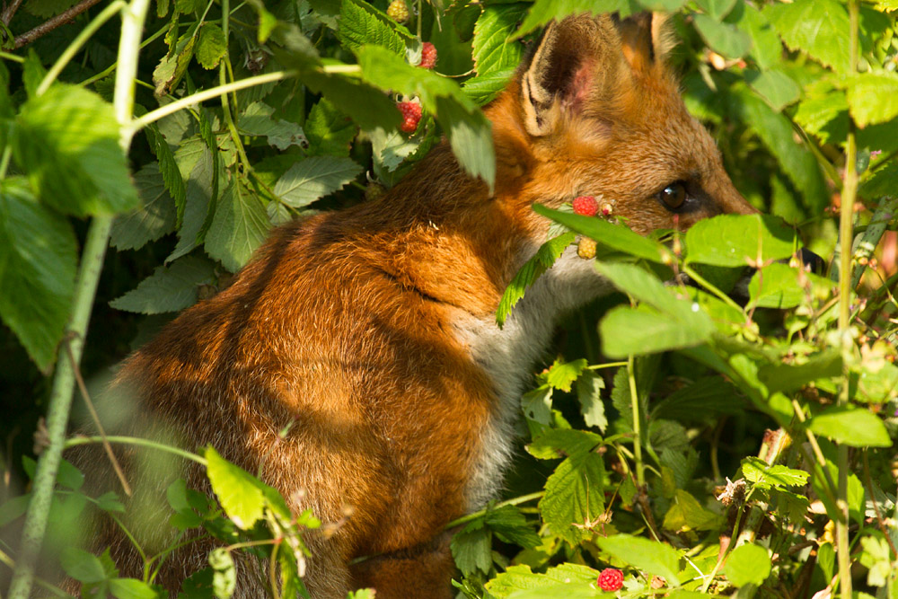 2611151007130211.jpg - Young fox among the raspberries