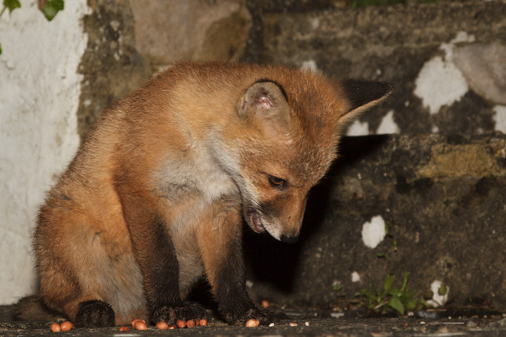 2611161505135775.jpg - Fox cub at about 3 months old