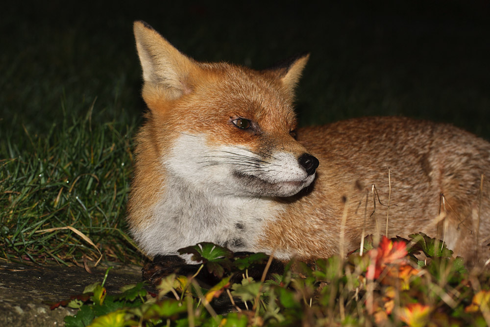 2701162011100417.jpg - Vixen relaxing in garden